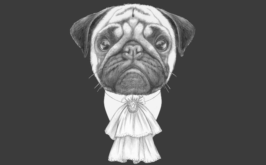 Portrait of Aristocrat Pug Dog. By viconda@gmail.com / Adobe Stock