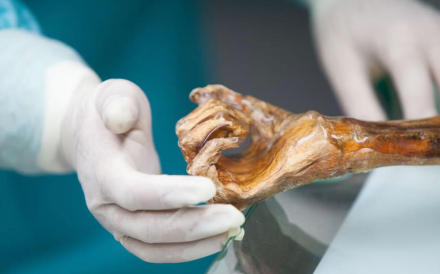 Ötzi the Iceman mummy in the South Tyrol Museum of Archaeology.