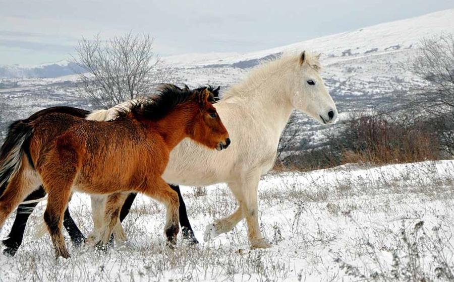 New research has thrown into doubt long-held assumptions about the origin and the gender of horse sacrifices by the last European pagans. Source: Aljabakphoto / CC BY-SA 4.0.