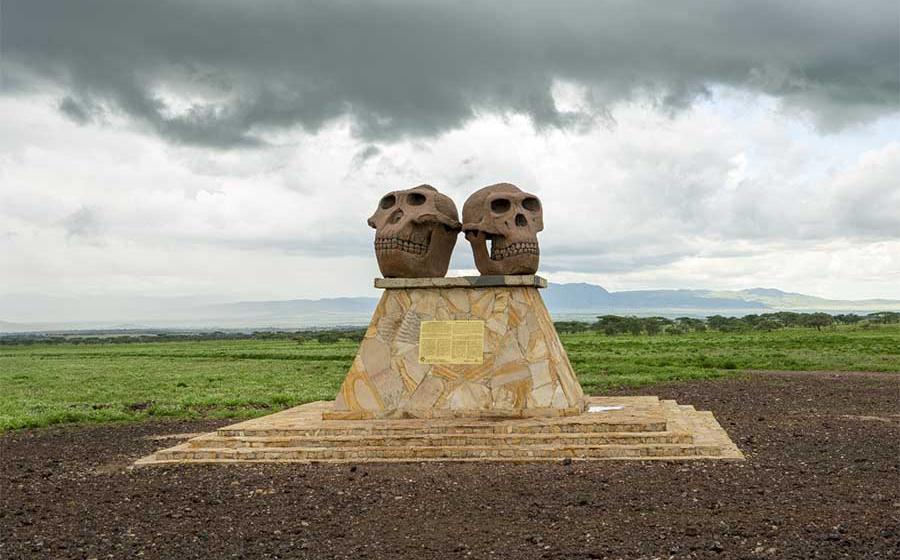 At one of the entrances to the Ngorongoro Conservation Area in Tanzania stands a monument to human evolution: the huge and heavy Paranthropus skull (left) next to a Homo Habilis skull (right).       Source: Иван Грабилин / Adobe Stock