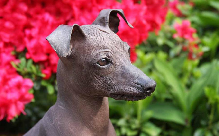 Peruvian hairless dog. Source: fotografie4you.eu / Adobe Stock.