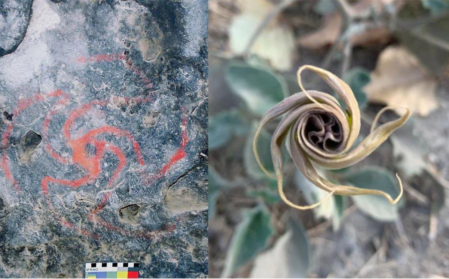 Magic Flowers of U.S. Dream Trippers Found at California’s Pinwheel Cave