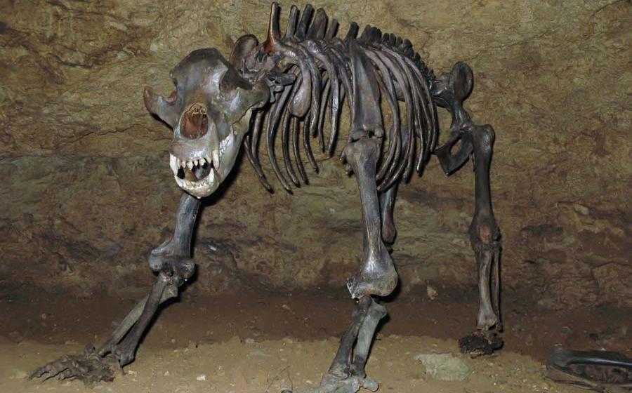 This reconstructed cave bear skeleton, found in a Bavarian cave, is the same species as the one belonging to bear skull discovered in Russia. The Russian cave bear skull had a strange hole in it that appears to have been made with a spear while it was hibernating or ritually after it was dead, which is the challenging question for scientists