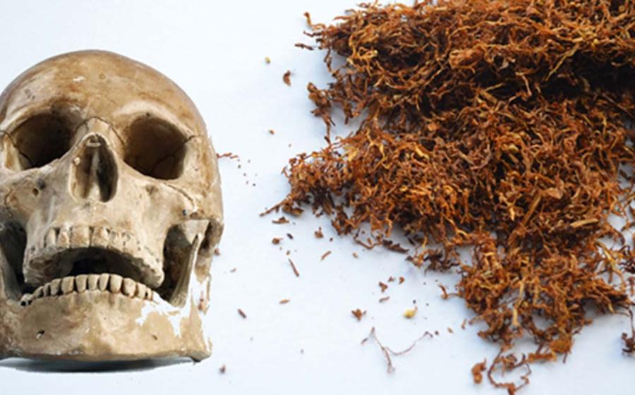 A human skull (Public Domain) and tobacco. (Public Domain)