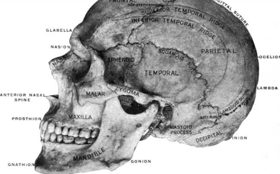 Skull, viewed from the left side, showing the principal craniometric points.	 