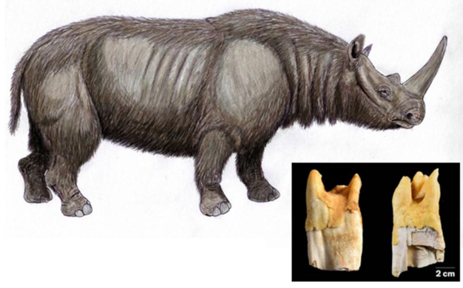 Illustration of the prehistoric narrow-nosed rhinoceros (Stephanorhinus hemitoechus), a species whose teeth were used as tools by Neanderthals.  