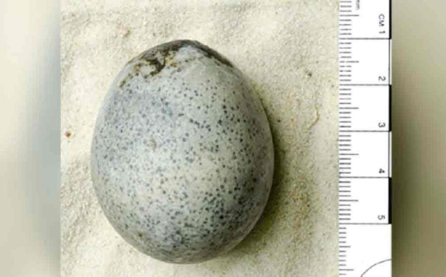 The Roman-era egg was cast into a watery pit, possibly as part of a funeral rite. Source: Oxford Archaeology.