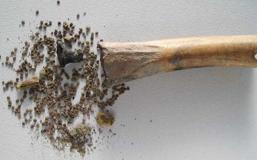 The bone, black henbane seeds and tar plug used to keep it sealed. Source: BIAC Consult