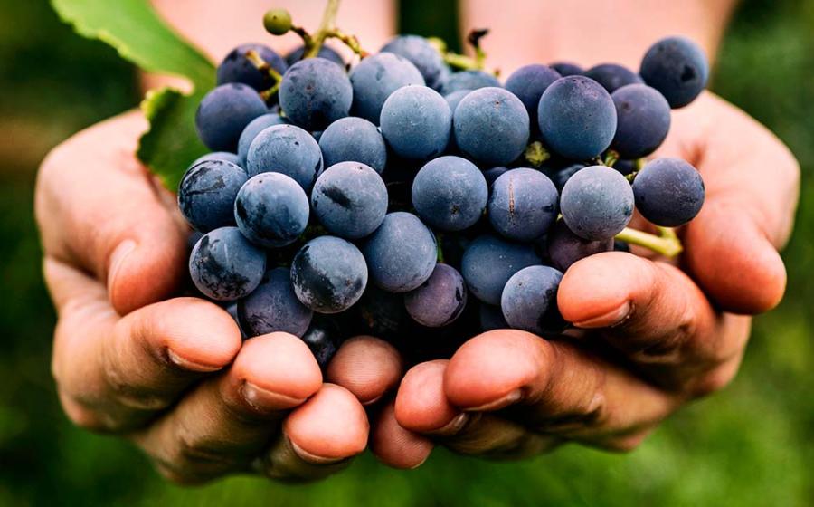 Evidence in East England has revealed that there were Roman vineyards in the area. Source: mythja / Adobe Stock