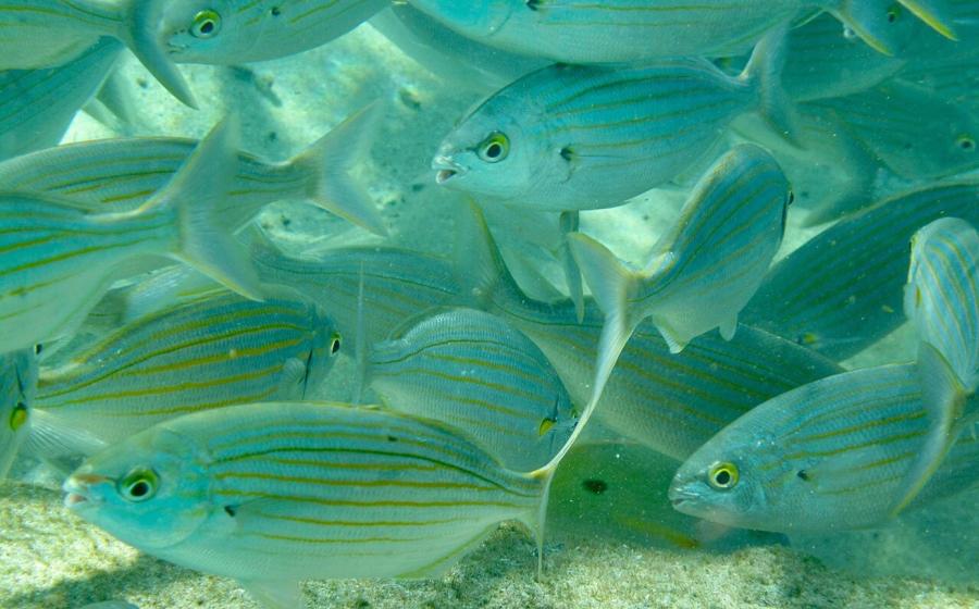 Salema porgy fish in the sea