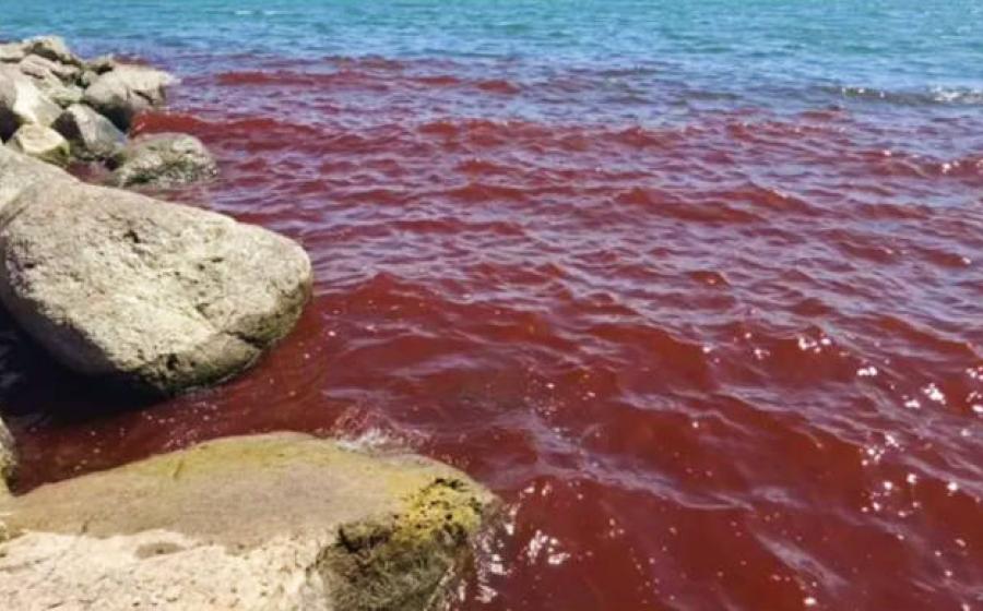 The Sea of Galilee showing reddish waters due to algae bloom in August 