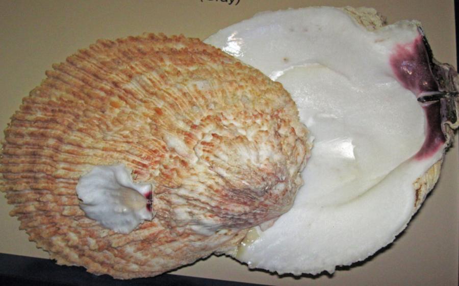 A giant rock scallop (Crassadoma gigantea), type used to create the beads.