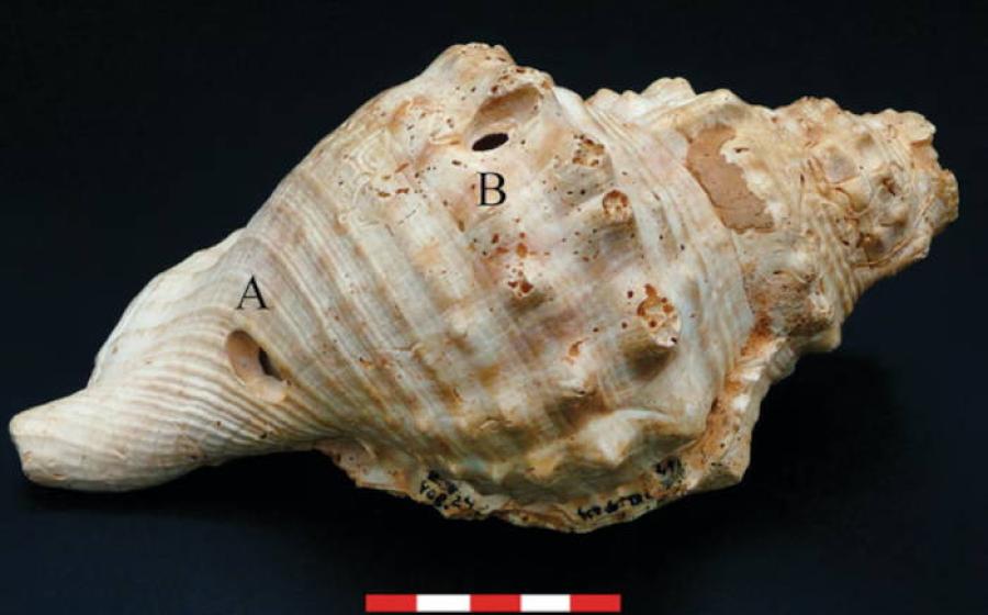 Photograph of one of the Neolithic shell trumpets from Catalonia.
