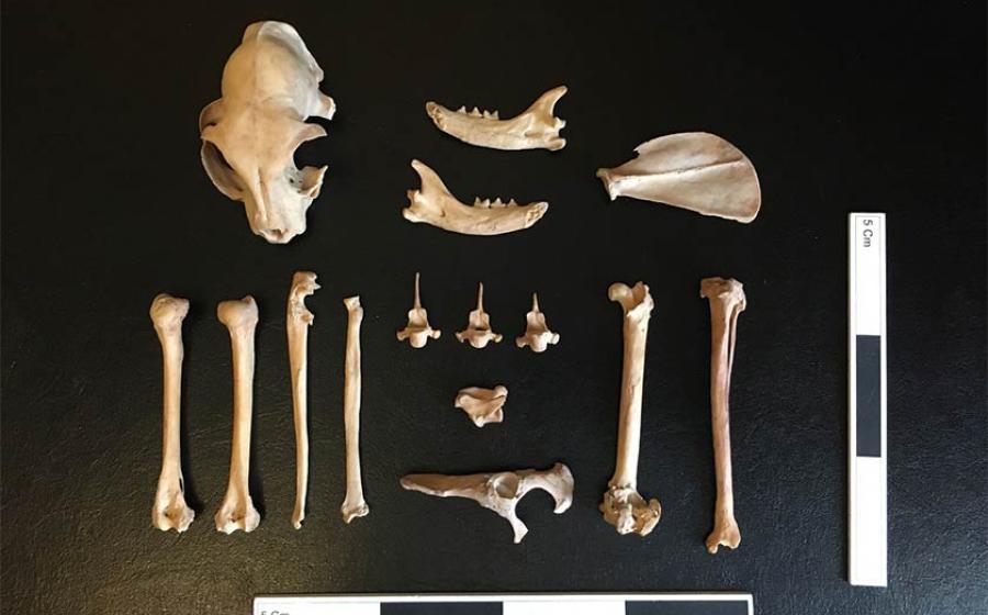 The remains of the cat fund in Kazakhstan. Source: Ashleigh Haruda / MLU