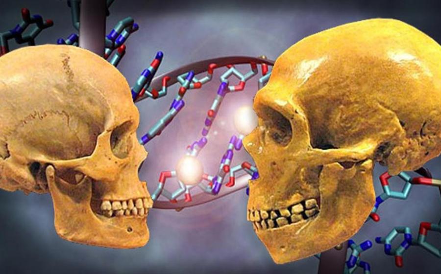 : Deriv; Skull of a modern human (left) and a Neanderthal (right). Museum of Natural History in Cleveland. 