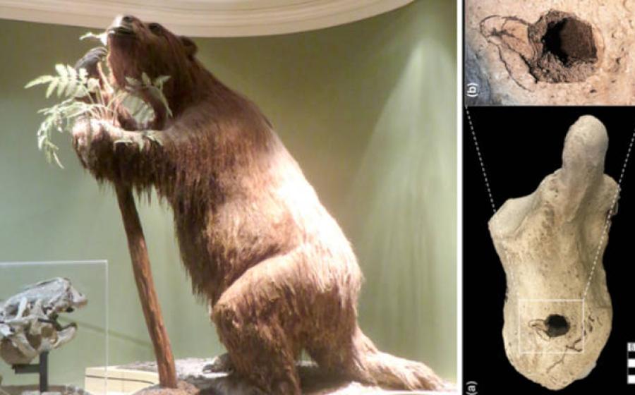 Left, A giant sloth reproduction. Right; The 33,000-year-old calcaneus (heel bone) of Lestodon armatus 