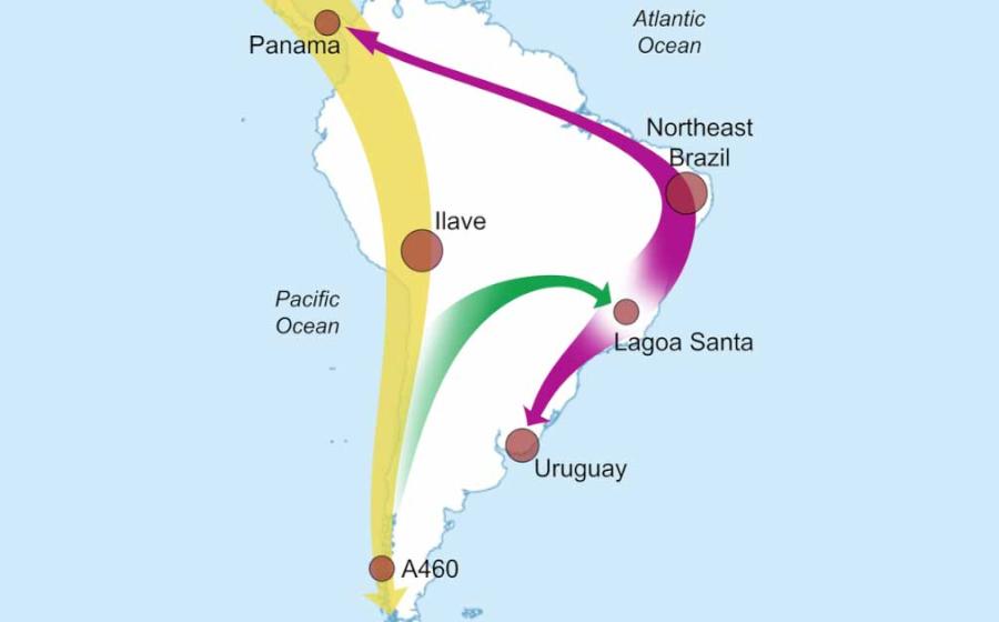 Image depicting South American migration patterns. Source: Florida Atlantic University