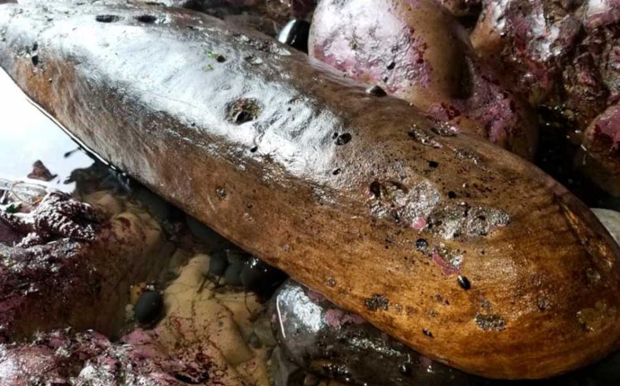 An amateur has found a new piece of timber from the Spanish galleon known as the Beeswax wreck. To date, many artifact fragments have been found on this rough coastline area, including pieces of Chinese porcelain. This image shows an unnamed wooden shipwreck have buried in a sand beach. Source: Scott Williams / Oregon Coast Beach Connection staff
