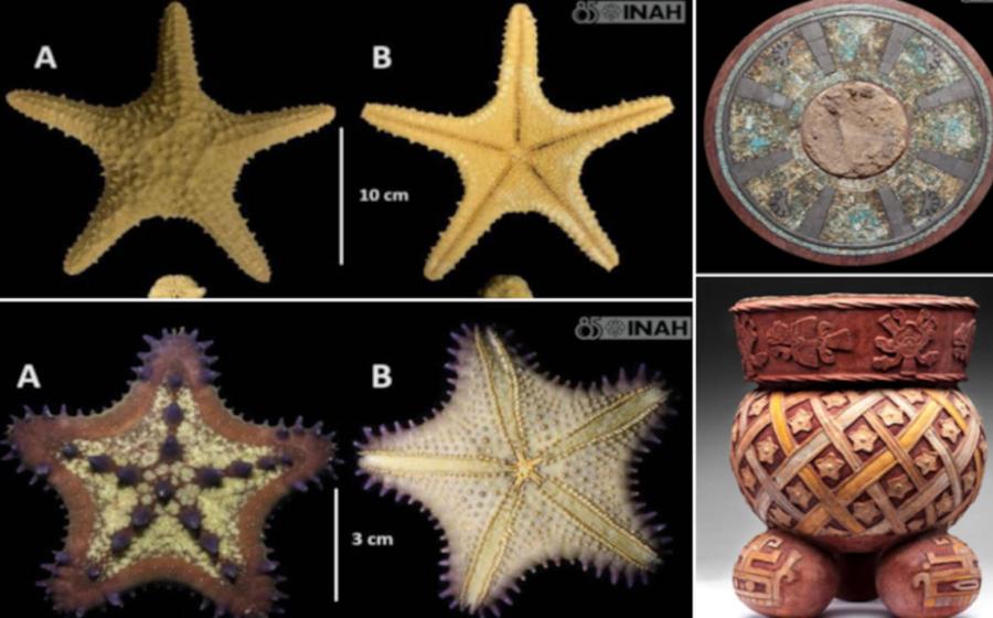 Starfish varieties found at the Tula site, plus beautiful mosaic and Toltec jug.