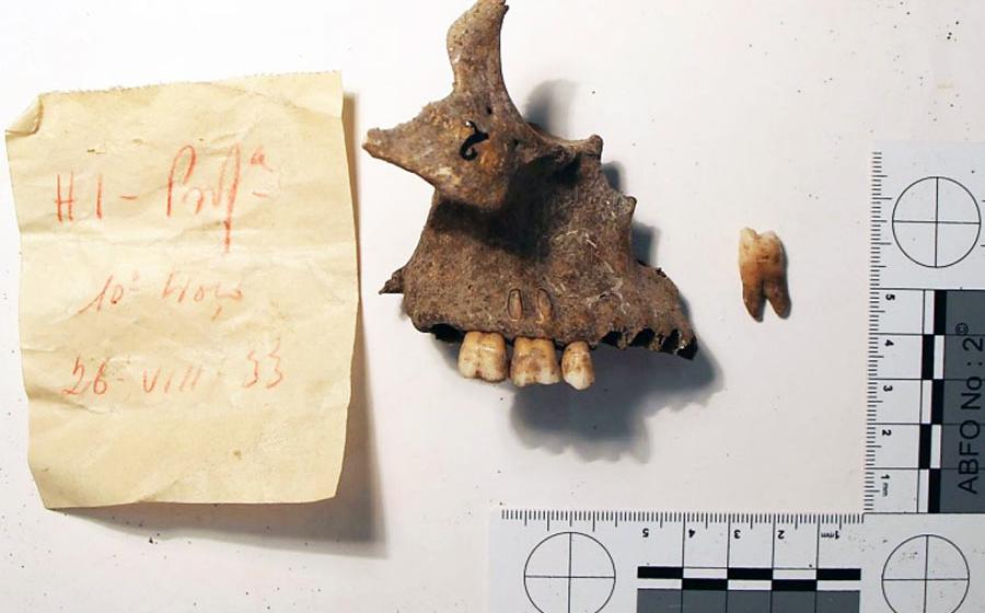 Maxilla and tooth specimen excavated at the Stone Age burial site in Portugal’s Cabeço da Amoreira. Source: Petroteo-Stjerna et. al. / CC BY 4.0