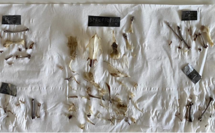 Bones of birds used in the experiments