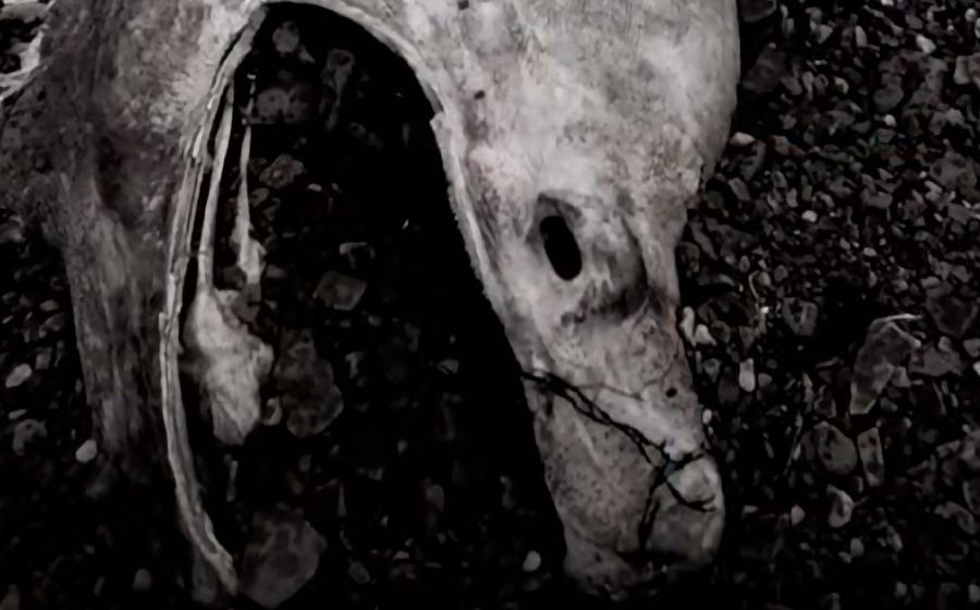 The Stronsay Beast. Source: YouTube Screenshot / History Channel.