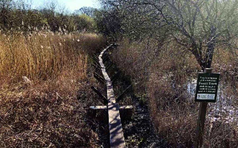 The reconstructed Sweet Track is a walkway aged 5830 years, situated in England's Somerset Levels. Source: International Journal of Heritage Studies/CC BY 4.0