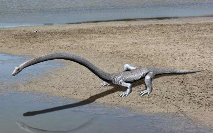 A reconstruction of Tanystropheus longobardicus based on fossil evidence.    Source: Nobu Tamura / CC BY-SA 4.0