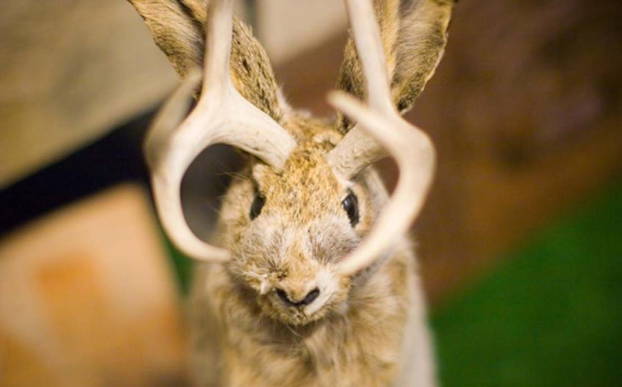 The Jackalope.