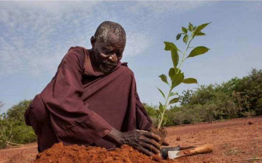 Yacouba Sawadogo planting. 
