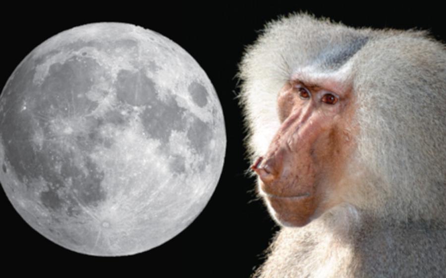 Left, nearside of the Moon, and right, an adult male sacred baboon, Papio hamadryas