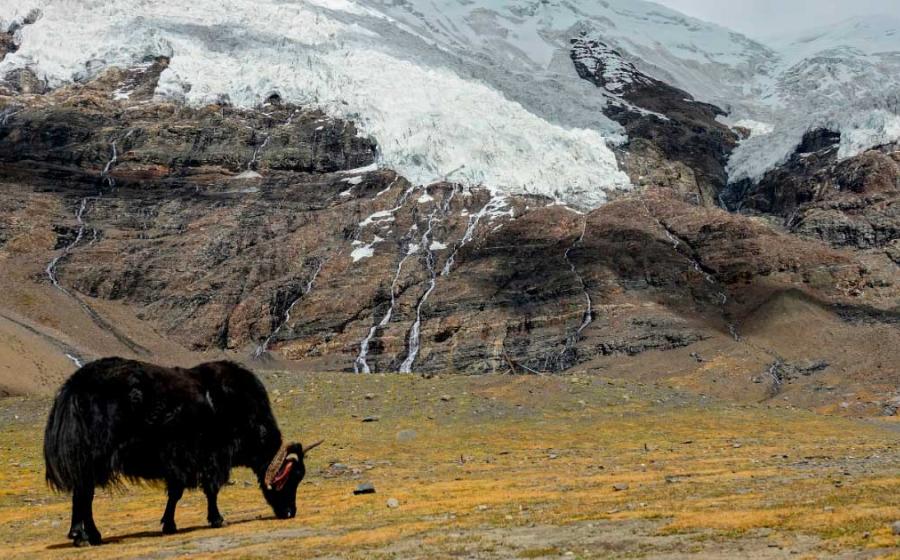 A yak grazes in the meadows under a breath-taking glacier in the Himalayas. Source: helivideo / Adobe Stock