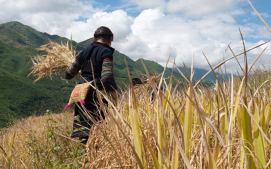 The ancient Timoto-Cuica culture focused on agriculture. Source: Melissa / Adobe Stock