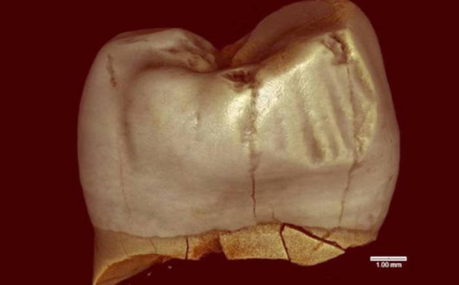 A Neanderthal molar scanned showing grooves.