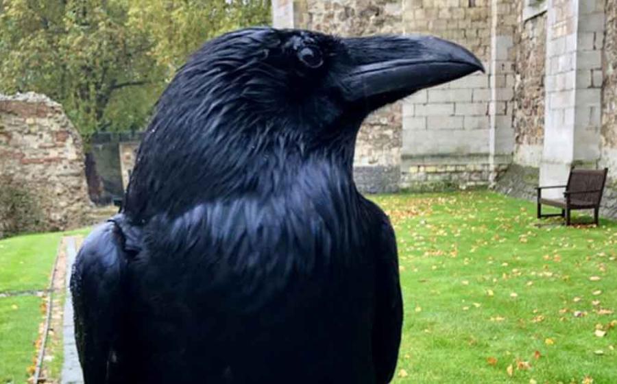 The Prophecy Of The Tower Of London Ravens: Less Than Six Means Doom