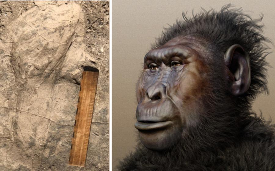Left; One of the large, 1.43-million-year-old footprints excavated at the GaJi10 site, with a 6-inch ruler for scale. Right; Forensic reconstruction of Paranthropus boisei.