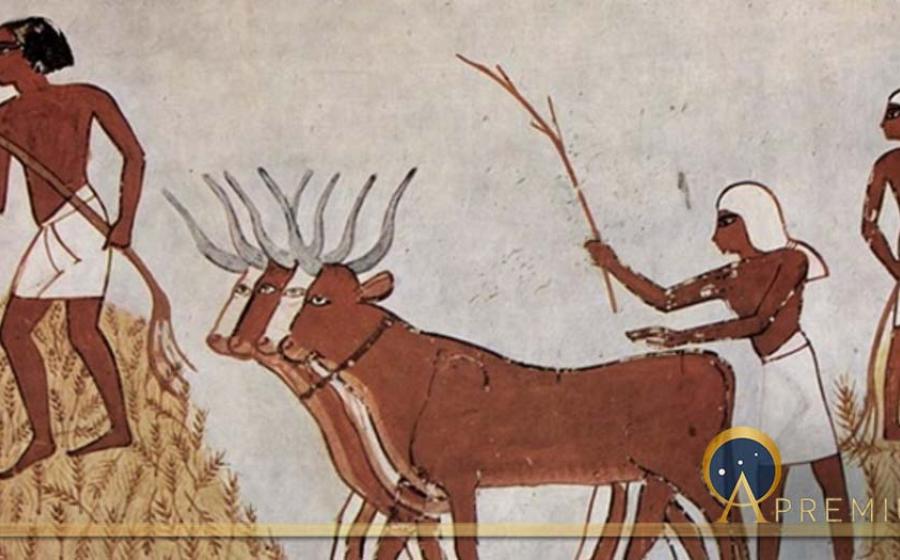 Egyptians with domesticated cattle and corn circa 1422-1411 BC ( Public Domain )