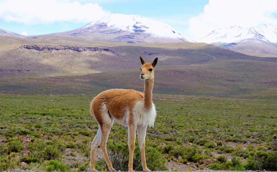 Vicuna near the Colca Canyon, Peru. Source: alessandro / Adobe Stock