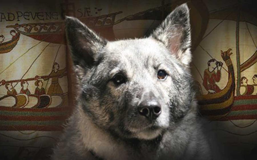 Elkhound, a Viking Dog.