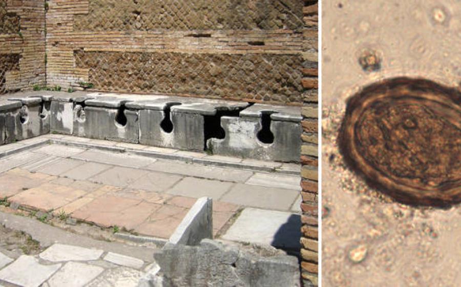 Roman latrines and Vindolanda parasite.