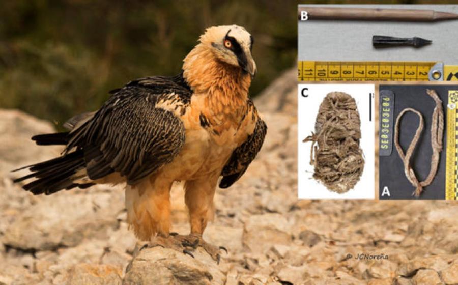 Bearded Vulture in natural cliff habitat. Inset, some of the artifacts found.   