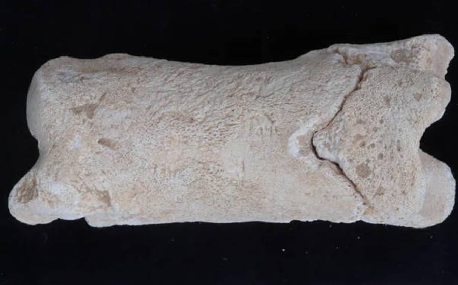Ancient bone whistle found in Tell el-Amarna, Egypt. 