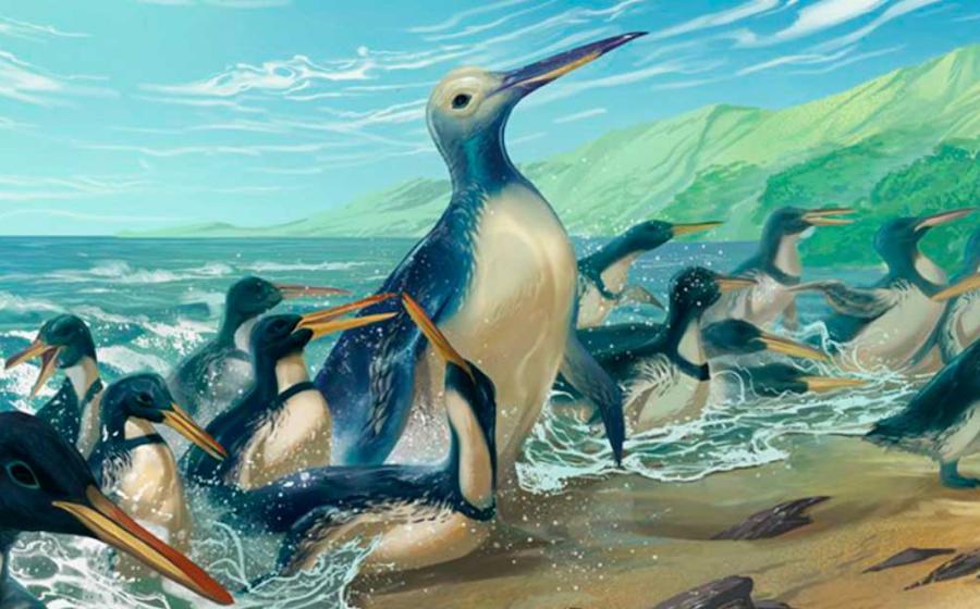 The largest penguin to ever waddle on Earth, Kumimanu fordycei, steps onto a beach surrounded by another newly discovered species, Petradyptes stonehousei, in this life reconstruction. Source: Simone Giovanardi
