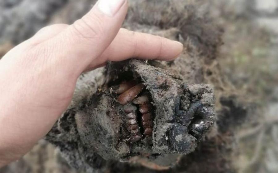 The perfectly preserved snout of the adult Ice Age bear recently found in Russia.        Source: North-Eastern Federal University in Yakutsk (NEFU)