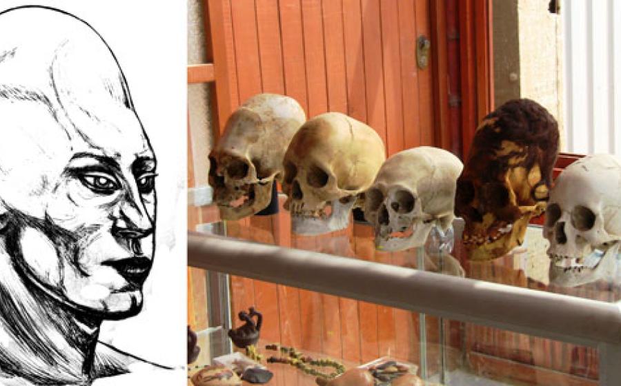 Selection of Paracas Elongated Skulls