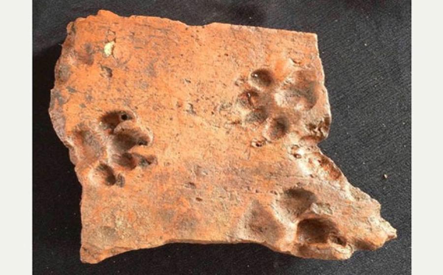 Ancient dog prints and Iron Age mint in England 