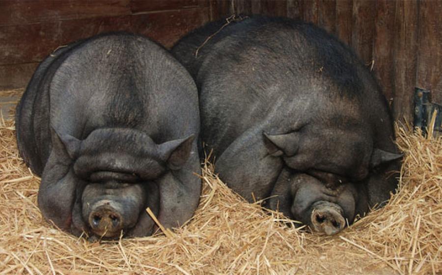 stone age domesticated pigs