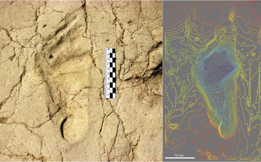 View and colour rendered model of the hominin track P-01, belonging to the left foot of an adult
