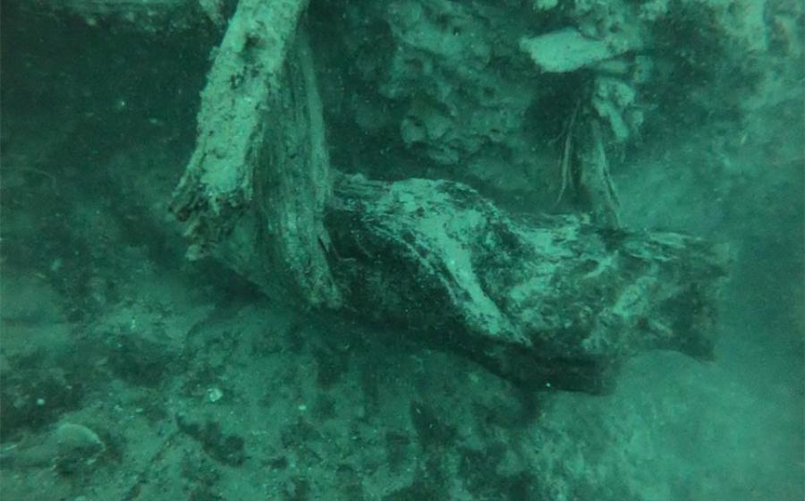 Wood from an ancient bald cypress forest buried off the coast of Alabama was uncovered by storms. Newly exposed wood offers a unique habitat for marine organisms and creates a novel ecosystem in the Gulf of Mexico. Source: Francis Choi