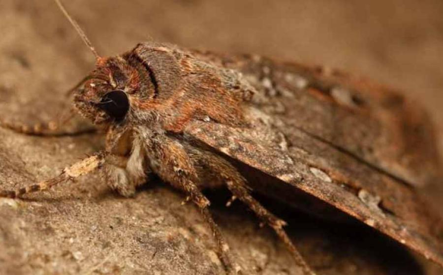 Researchers in Australia have discovered ancient moth remains in an eastern Victoria cave, shedding light on a traditional food that was prepared 2,000 years ago.